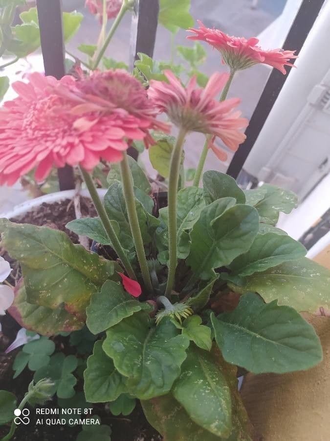 Gerbera Jamesonii 13