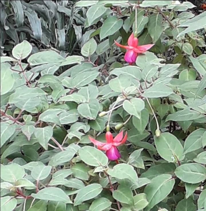 Fuchsien 6