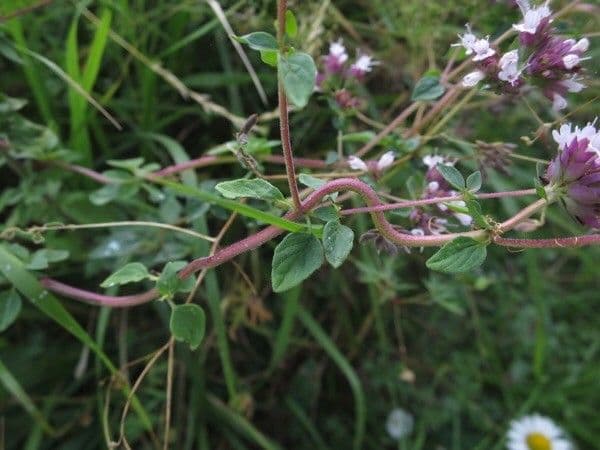 Oregano 16