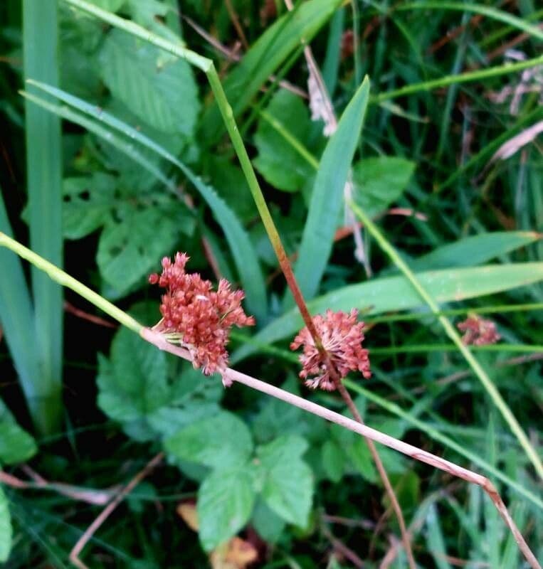 Giunco conglomerato 8