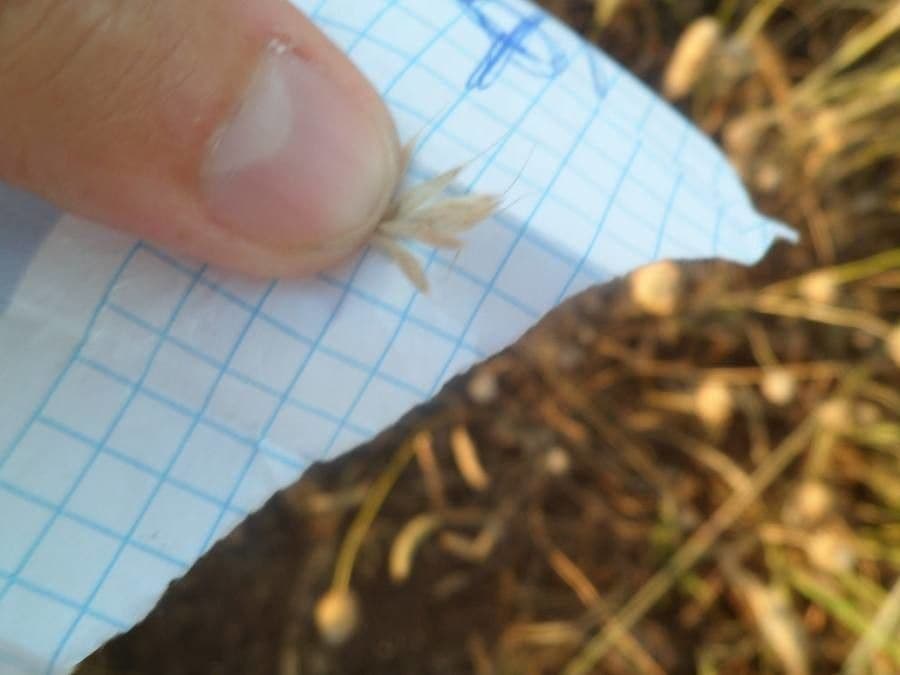 Festuca rossa 3