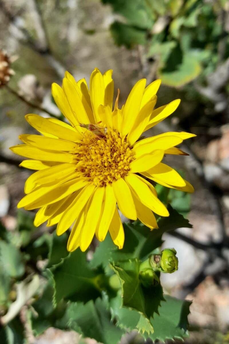 Grindelia 3