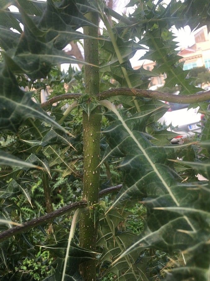 Acantho spinoso 22