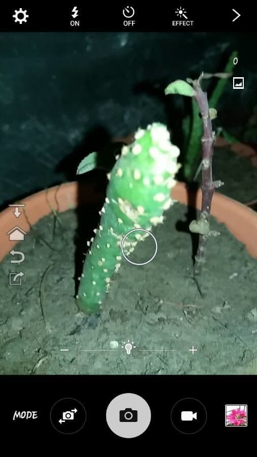 Opuntia a tre spine 16