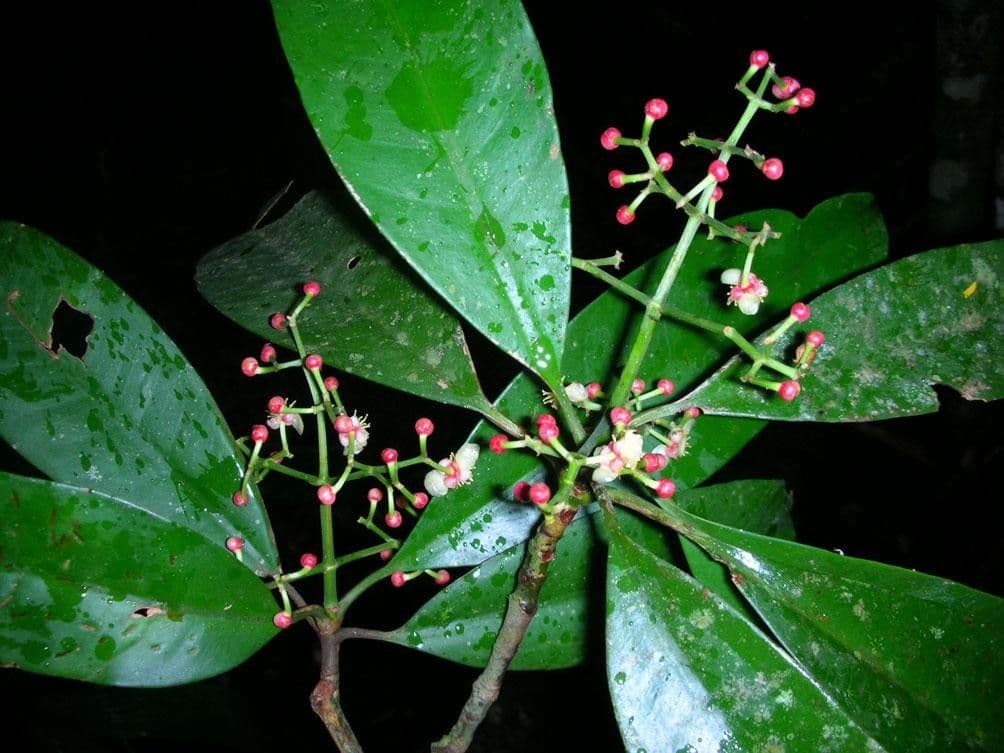 Chrysochlamys 12