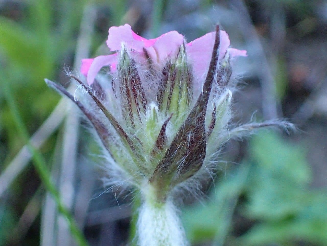 Silene 4