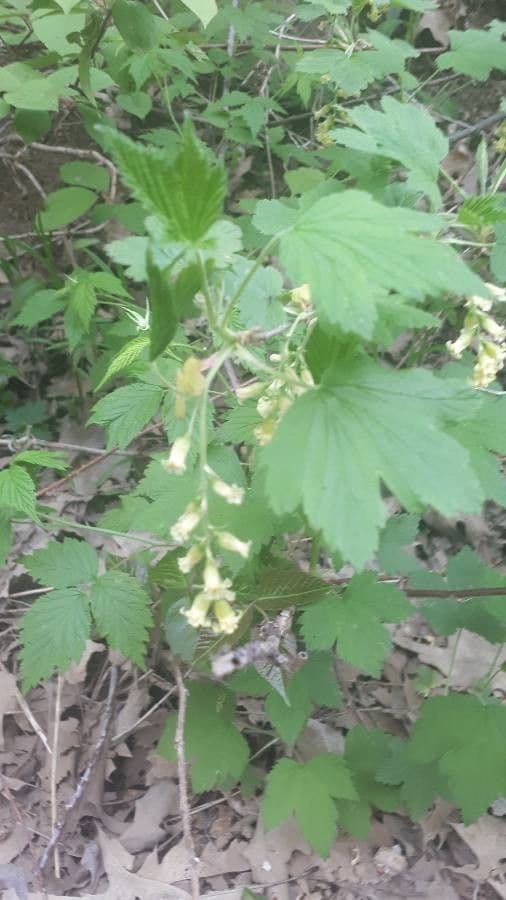 Ribes nero americano 12