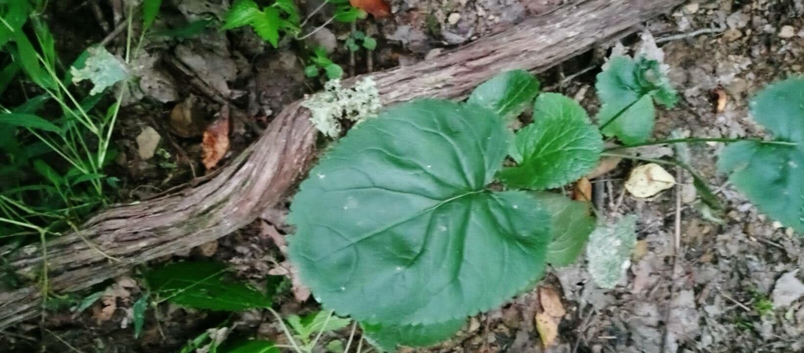 Plantain-leaf leopard's-bane 16