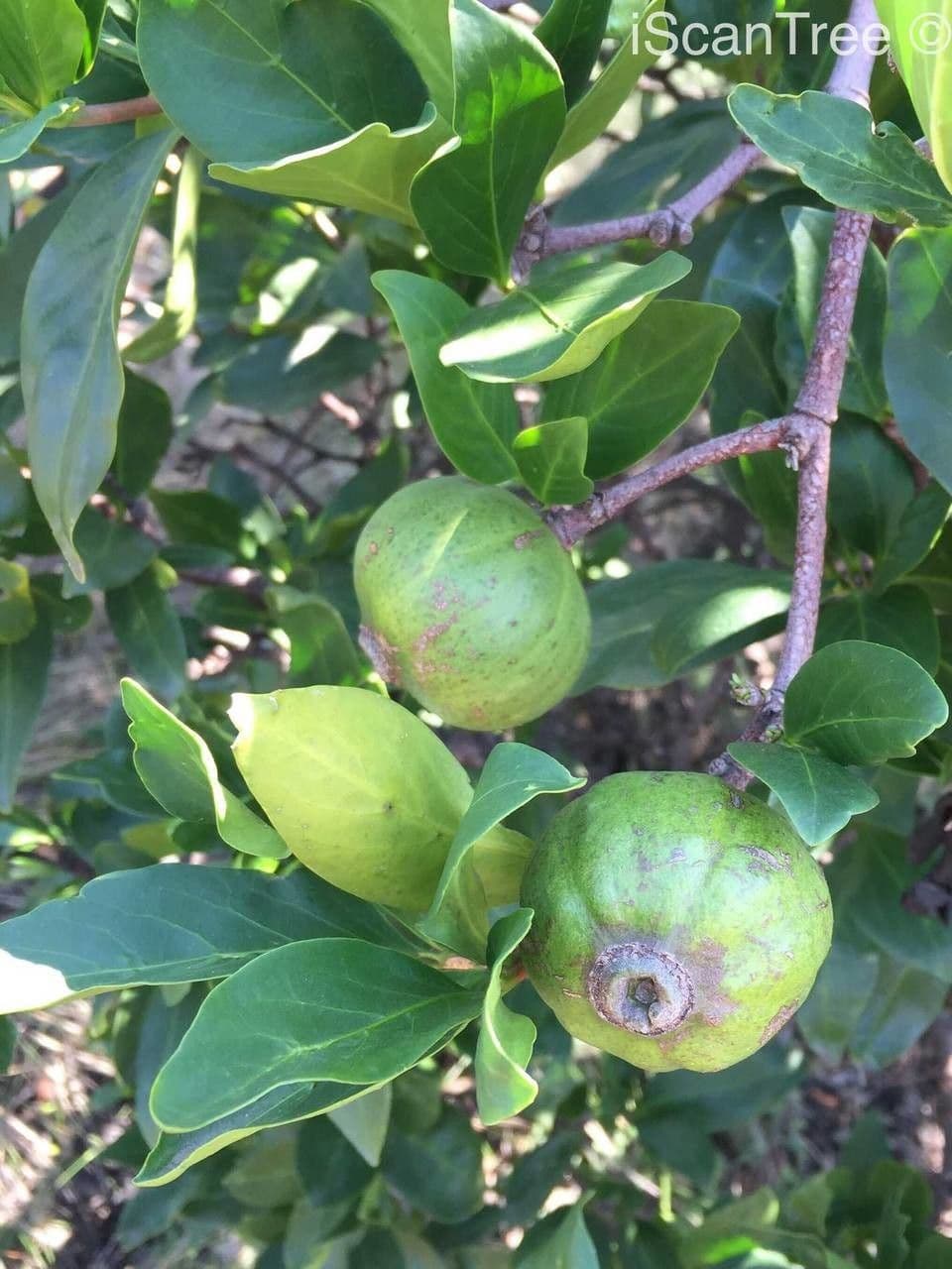 Gardenia del Capo 4