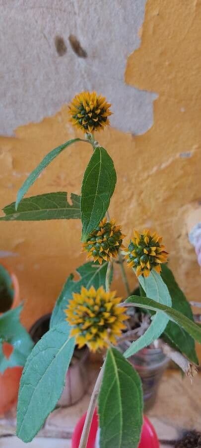 Tilesia 2