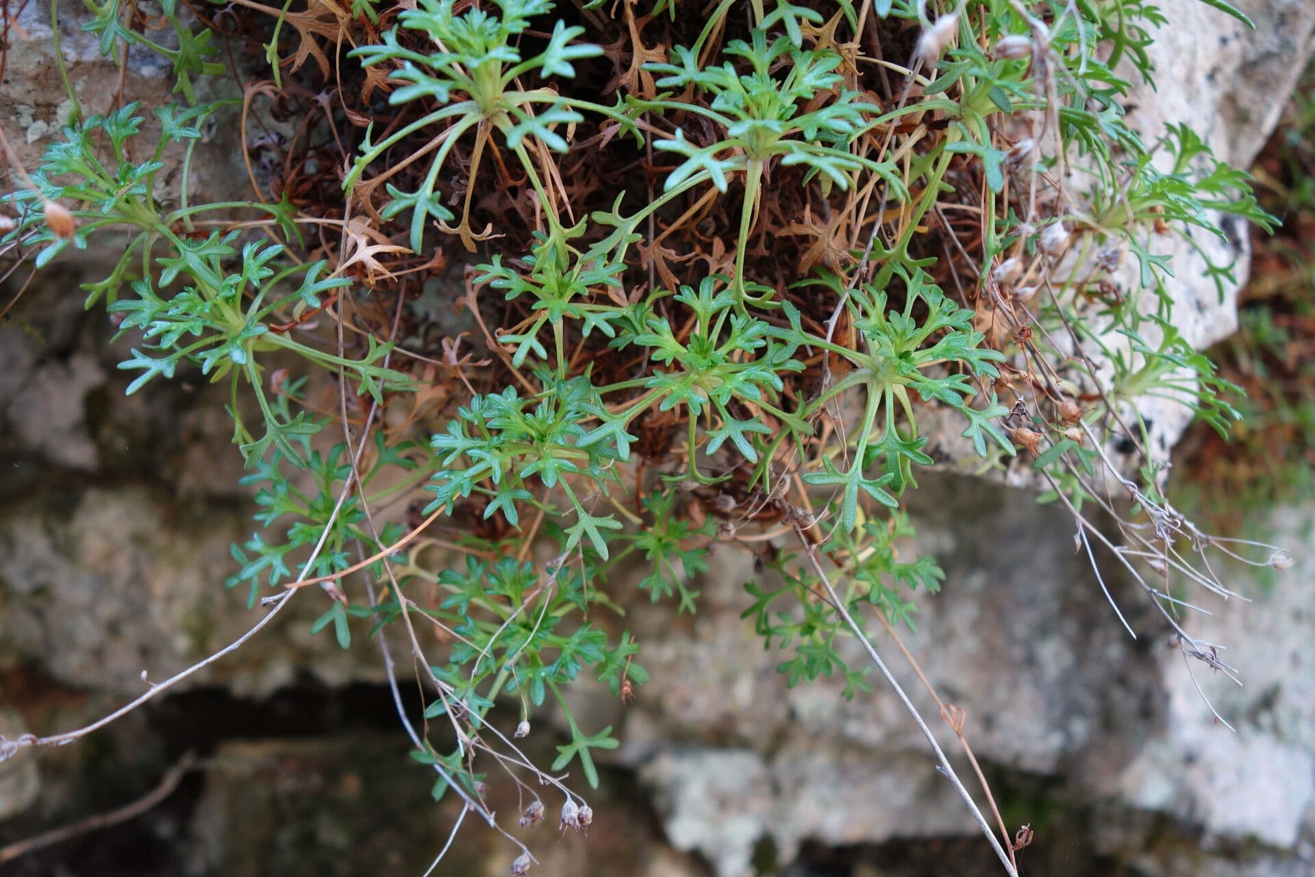 Sassifraga cuneata 14