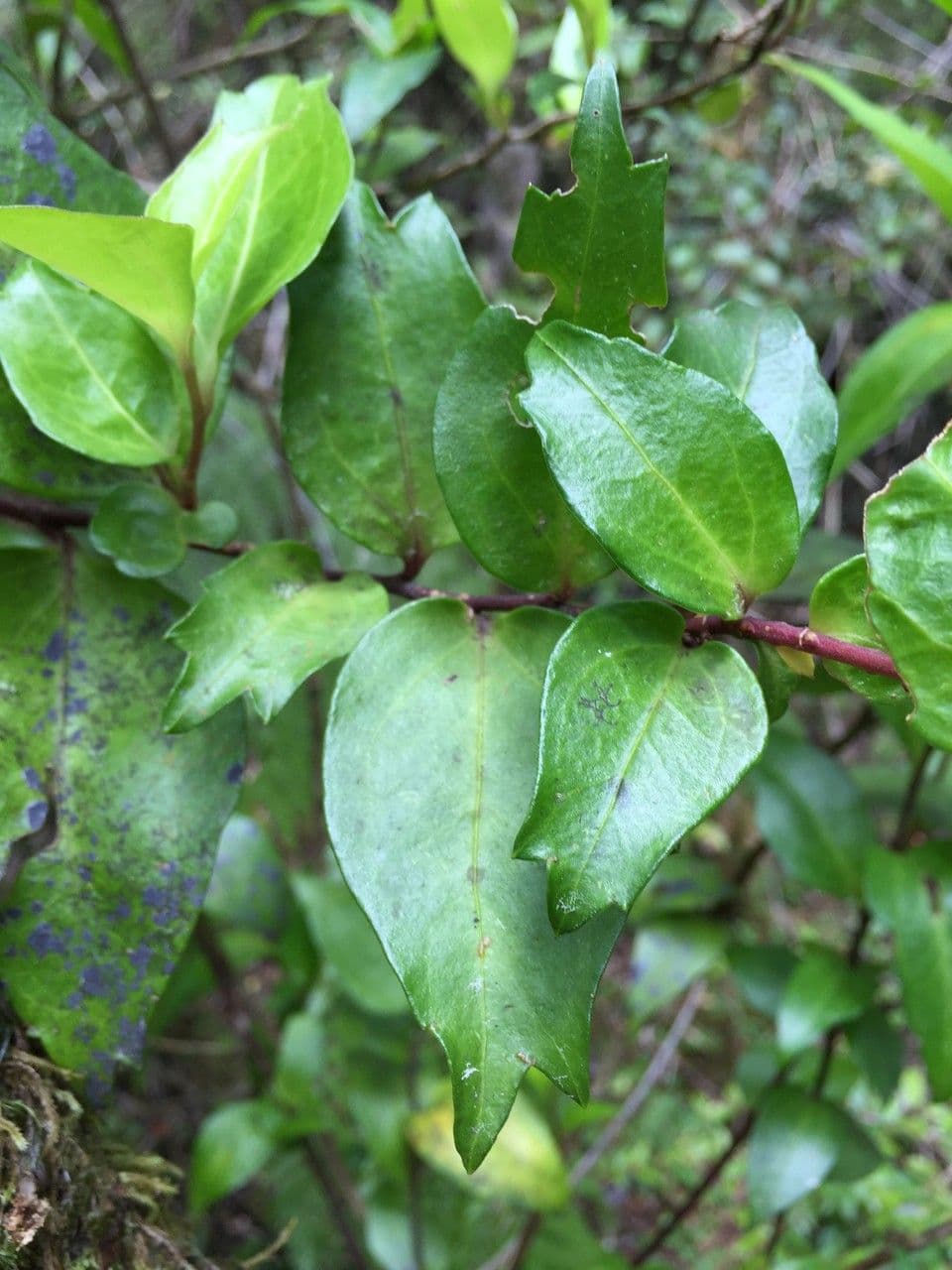 Griselinia 17
