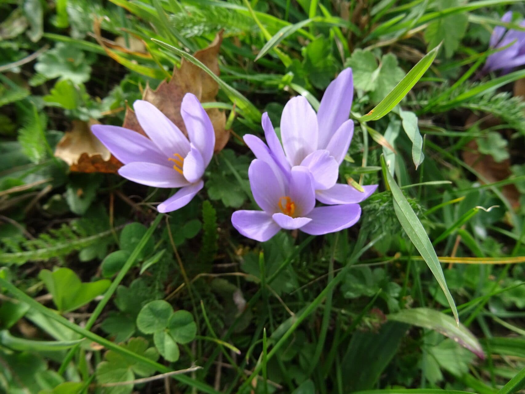 Crocus 2