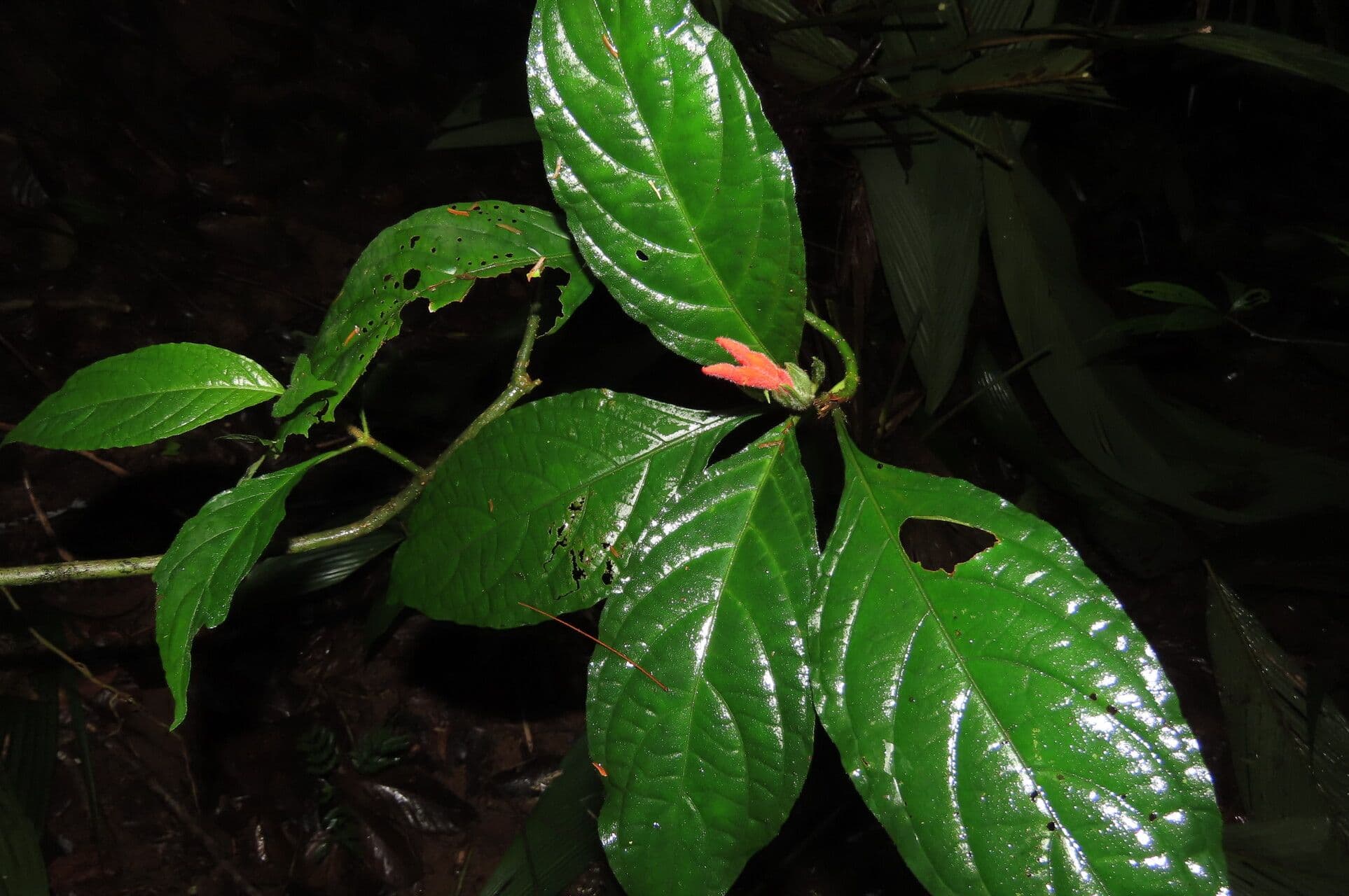 Aphelandra 10