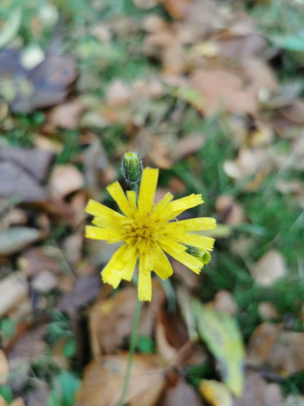 Frühblühendes Habichtskraut 6