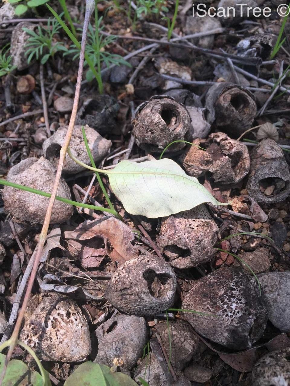 Marula 4