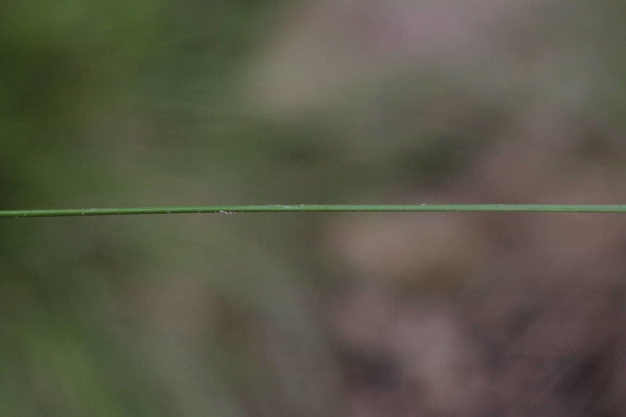Lemans Schwingel 8