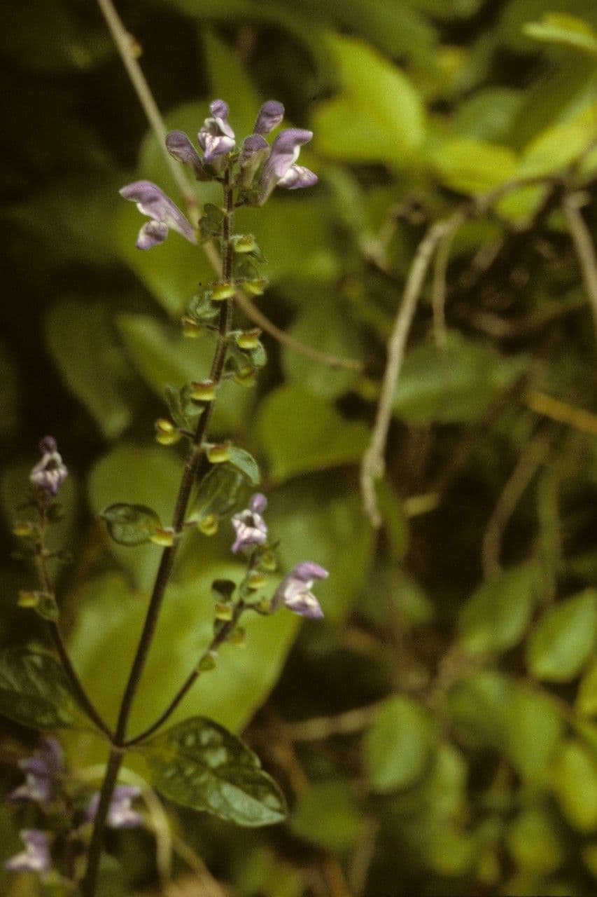 Scutellaria 11