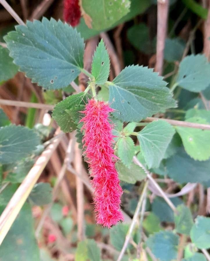 Acalypha 5