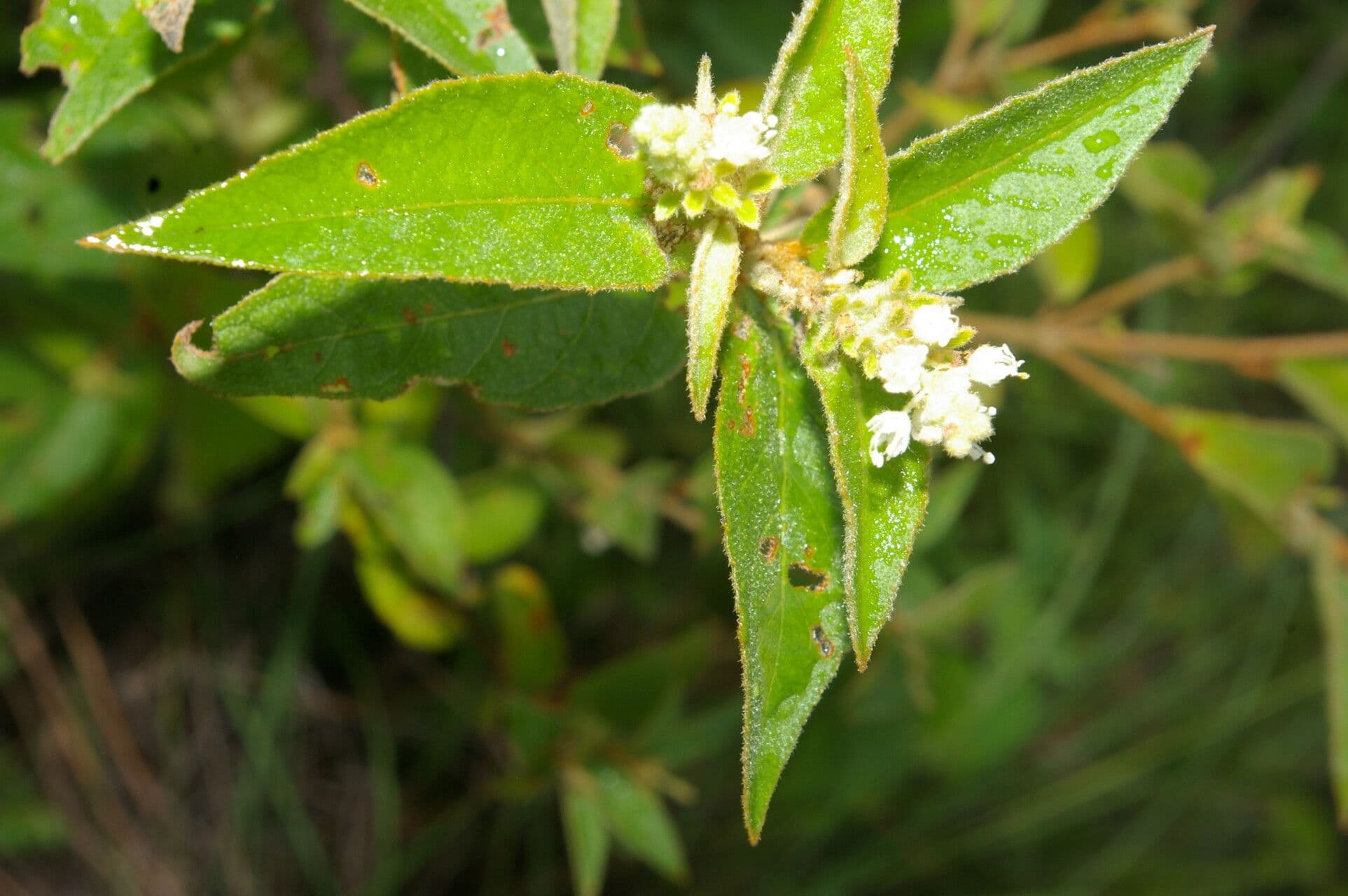Croton 7