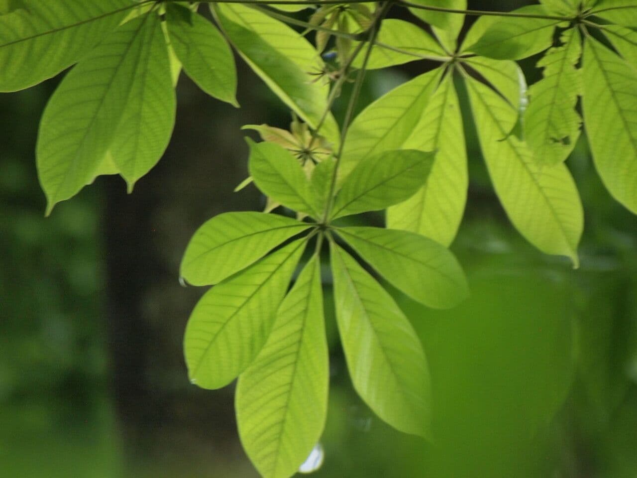 Vitex
