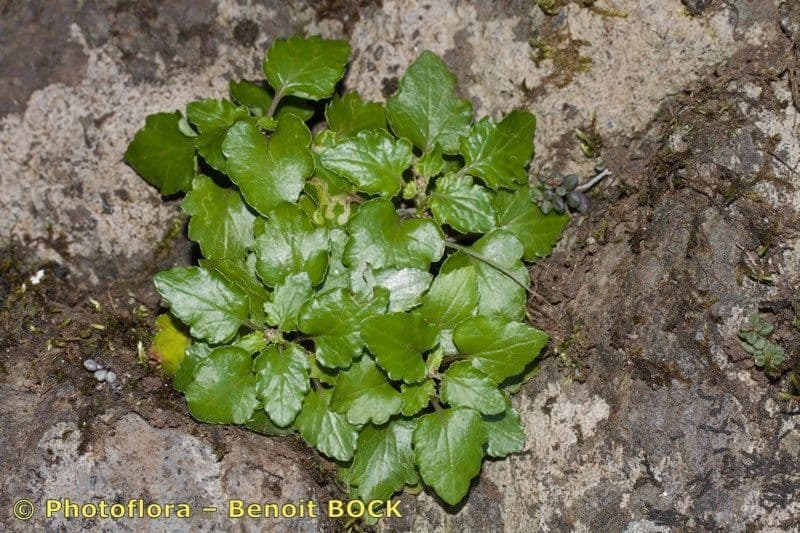 Senecio 5