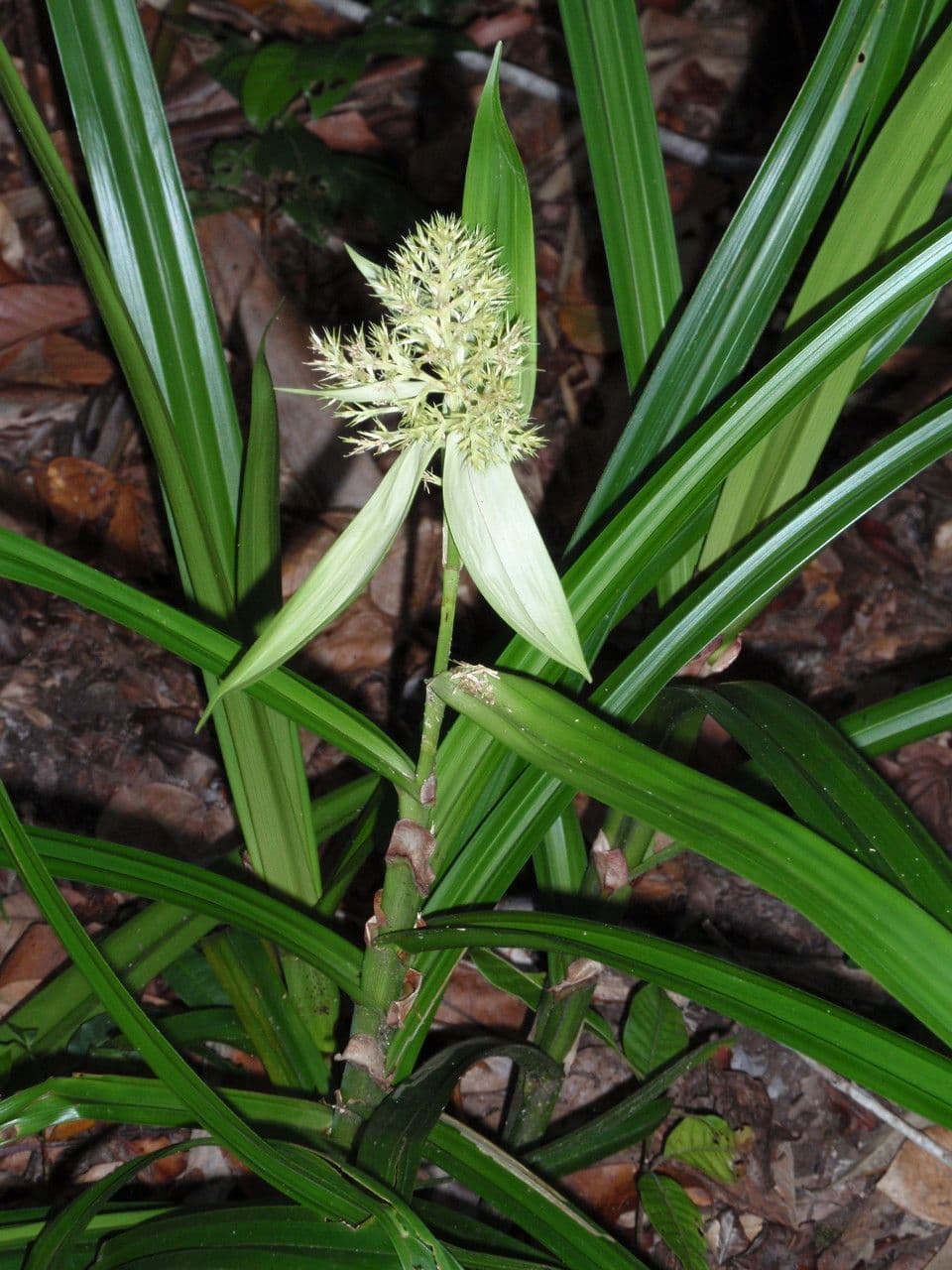 Scleria