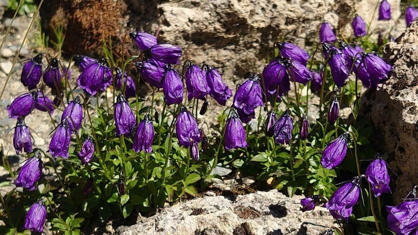 Campanula