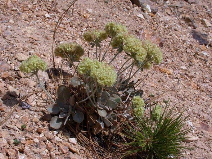 Granit-Polygonum 9