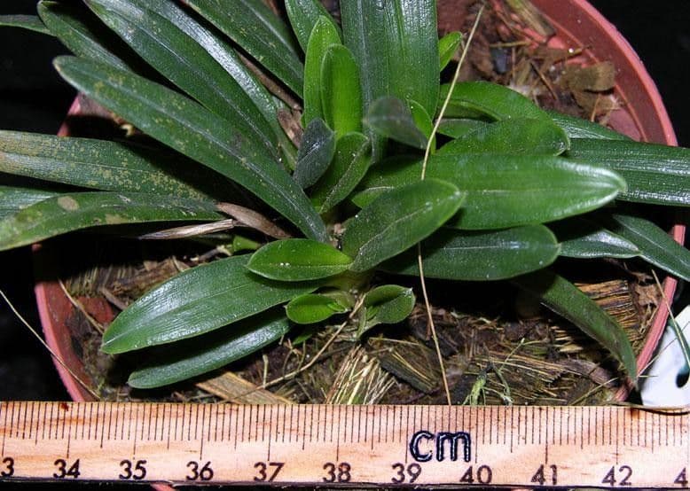 Maxillaria 8