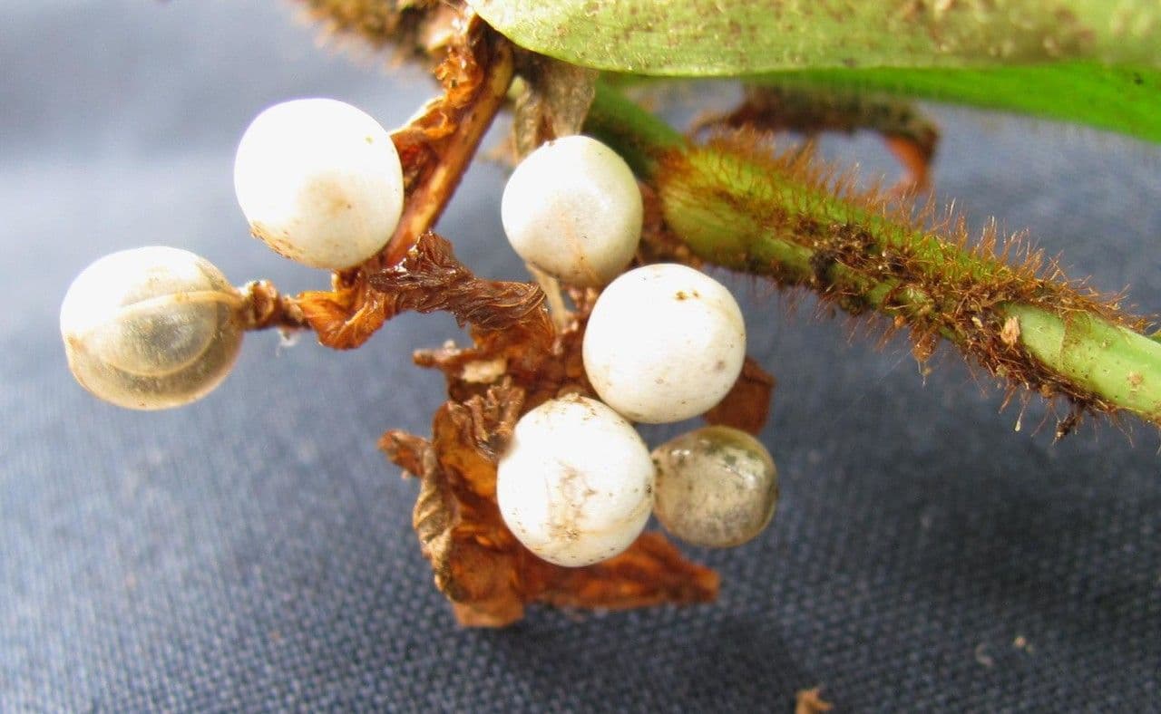 Cojite blanco