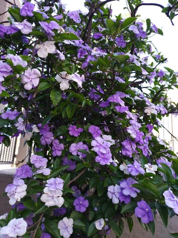 Brunfelsia australe 4