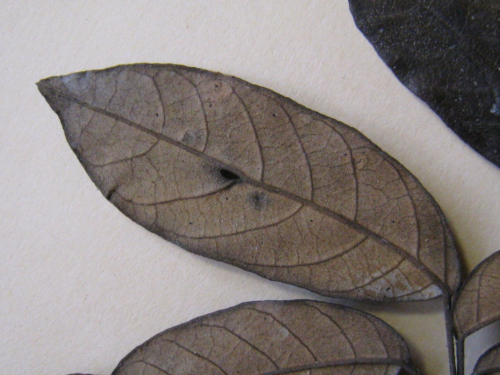 Handroanthus 3
