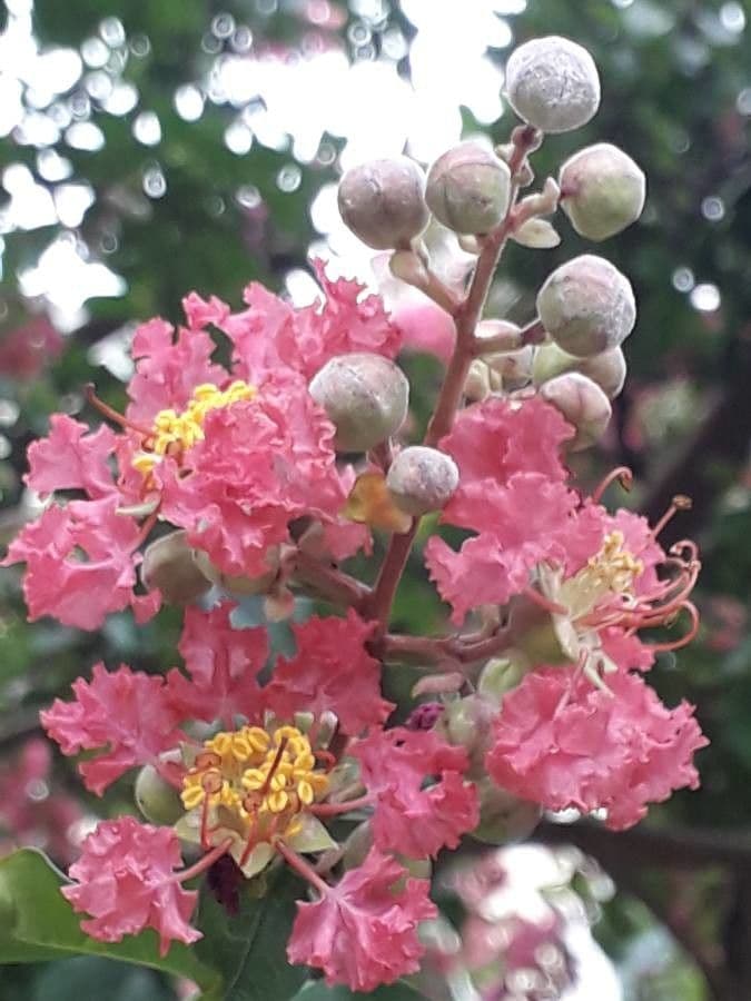 Lagerstroemia 27