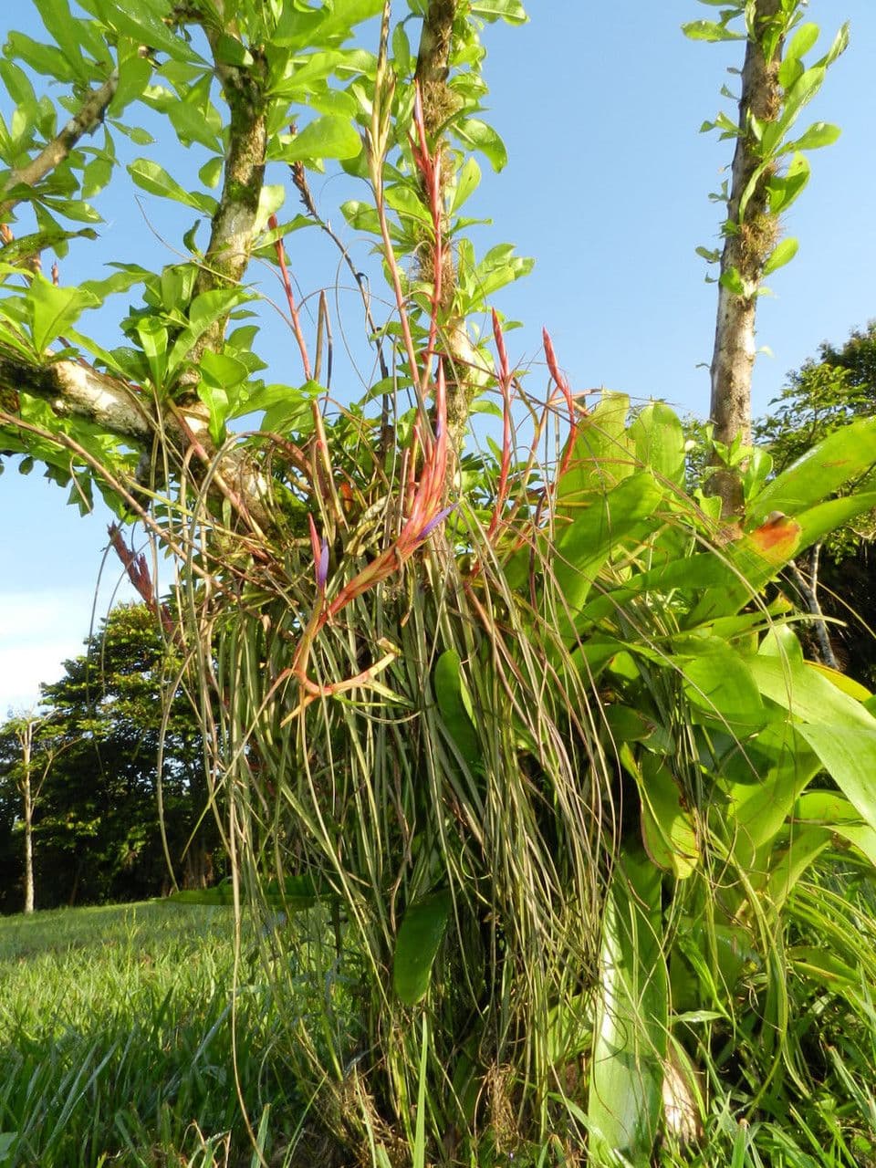 Tillandsia flexueuse 10