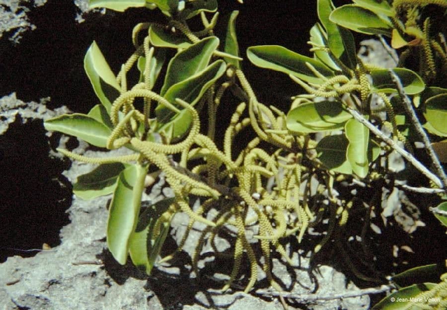 Excoecaria agallocha 7