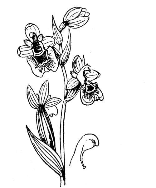 Ophrys tenthredinifera 24