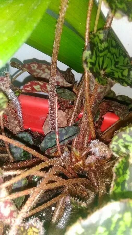 Begonia rex 20
