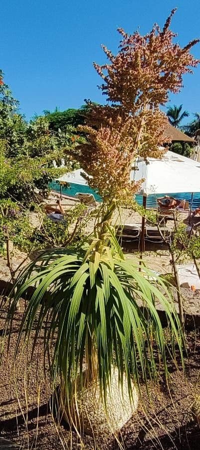 Beaucarnea 5