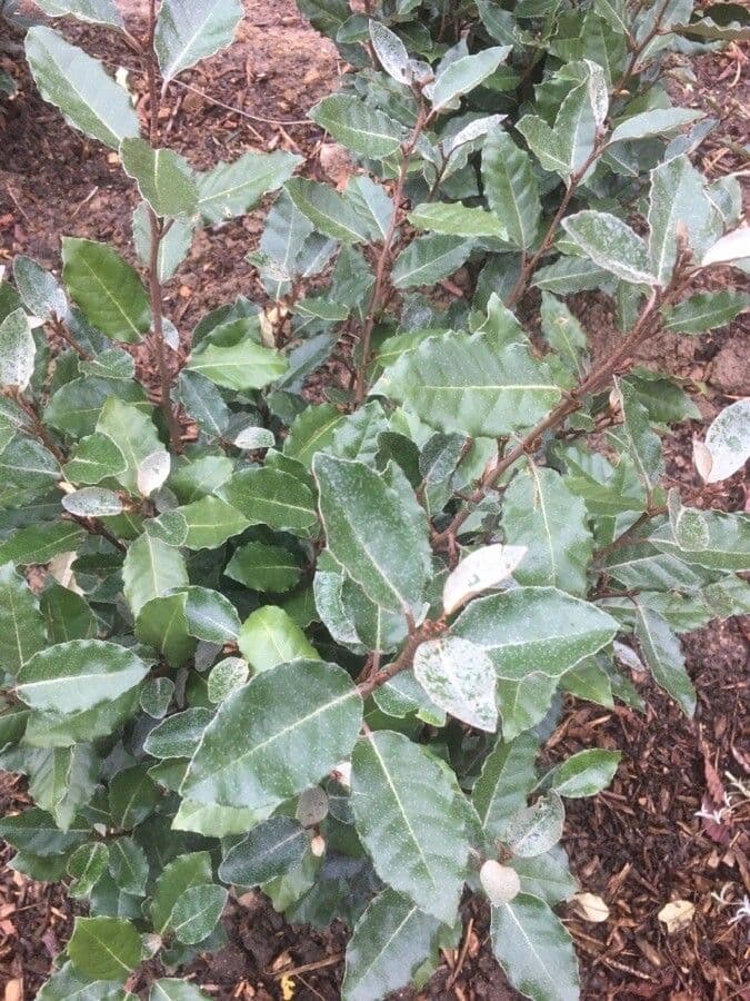 Elaeagnus 17