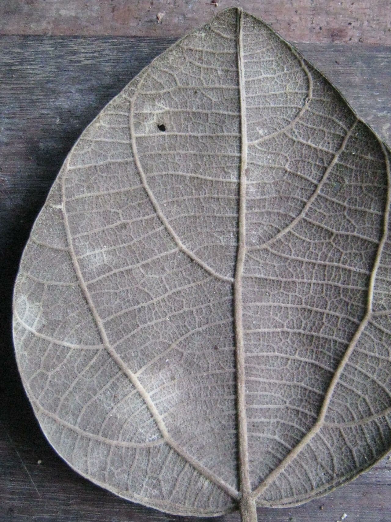 Abuta