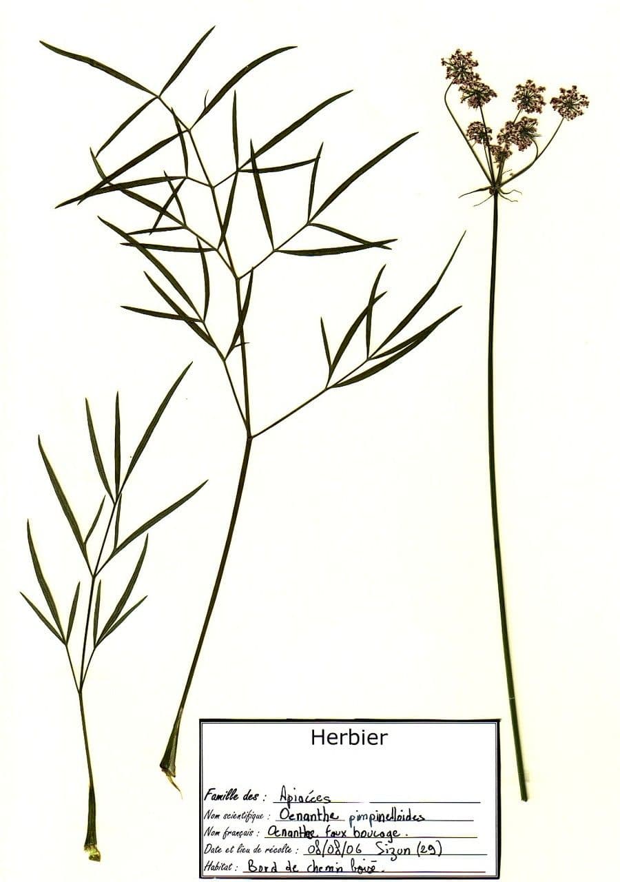 Oenanthe pimpinelloides 27