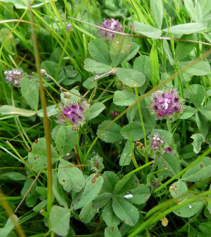 Trifoglio 11