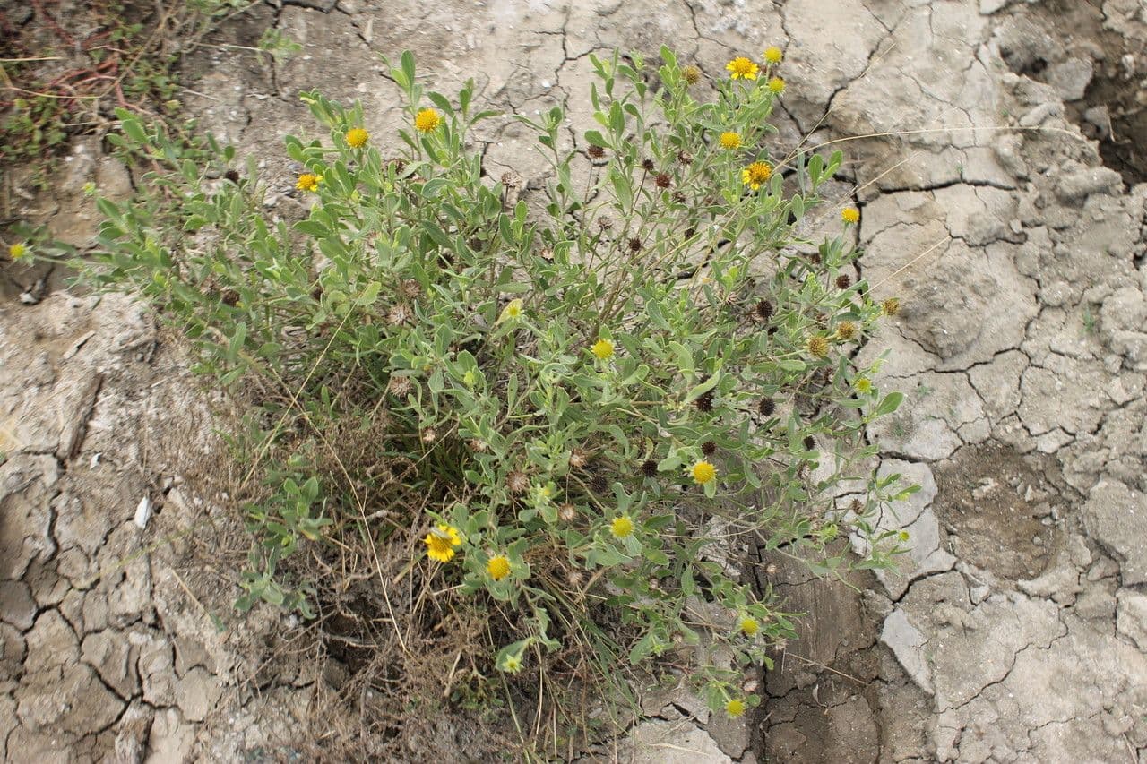 Meeres-Oxeye 9