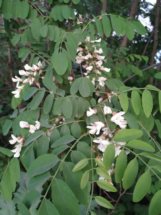 Robinia viscosa 10