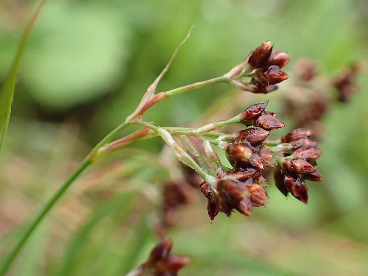 Alpen-Haar-Simse 2