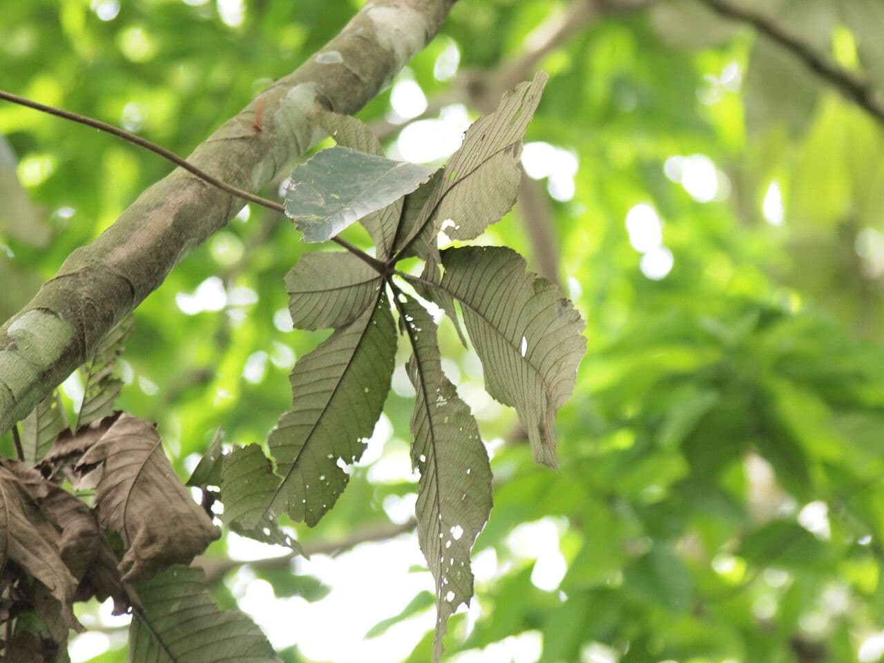 Myrianthus 4
