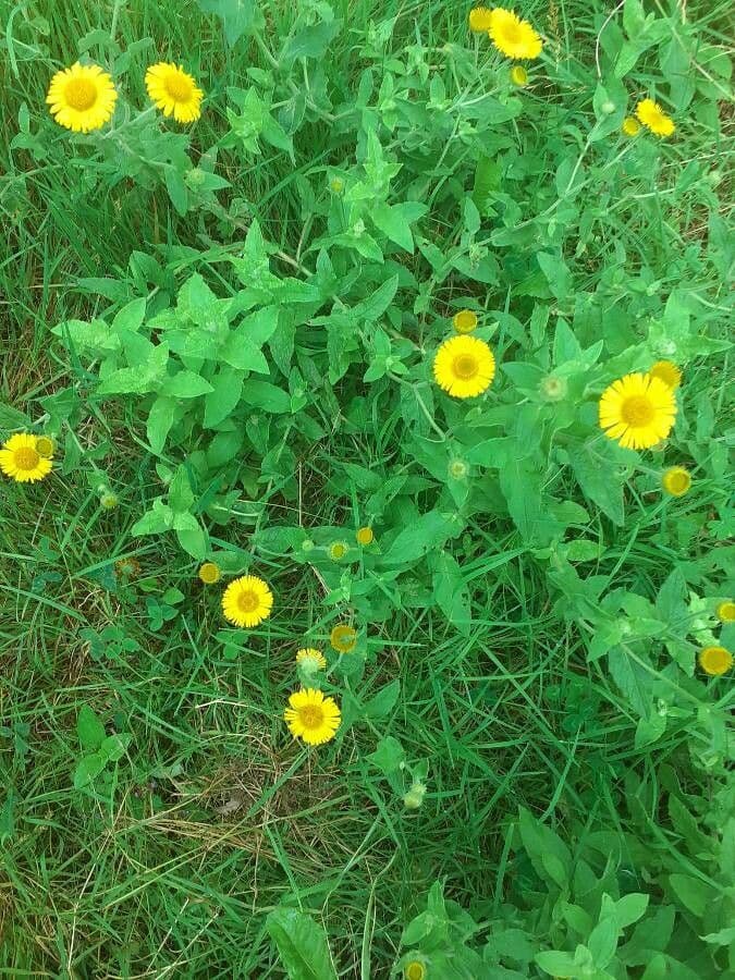 Pulicaria dysenterica 10