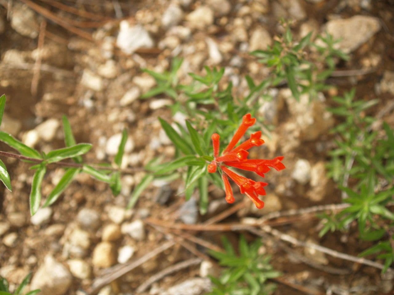 Bouvardia ternifolia 10