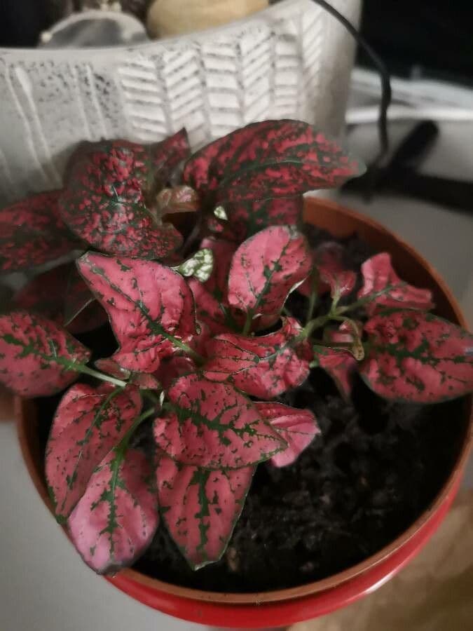 Hypoestes 12
